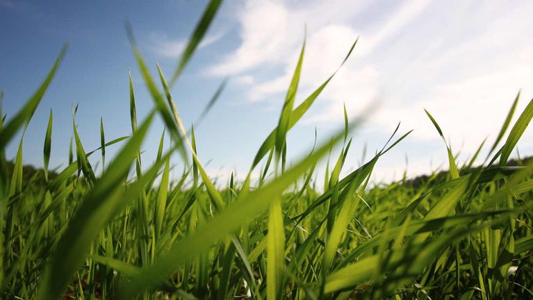 Das Gras für unser Graspapier wird von Ausgleichsflächen in Deutschland gewonnen.