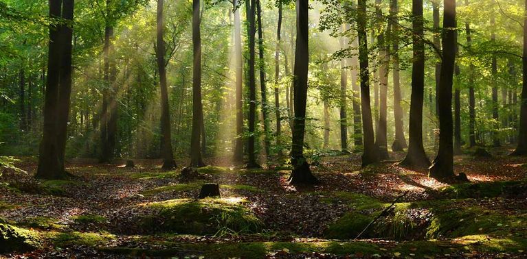 Balade en forêt: Une expérience pour tous les sens