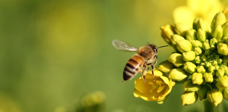 [Translate to ch_de:] Bienen fördern die Artenvielfalt