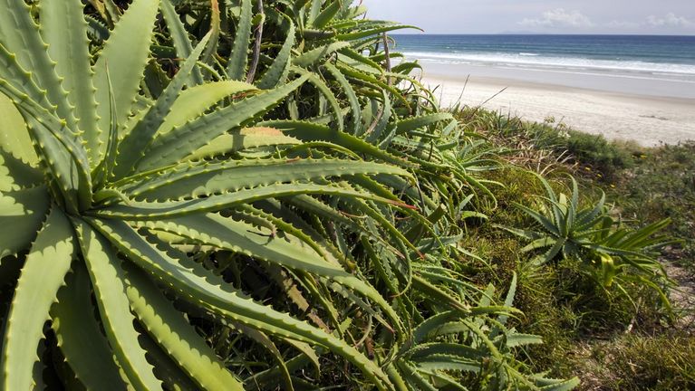 Las especies de Aloe que crecen en estado salvaje están protegidas