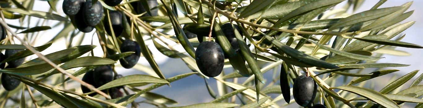 Infos zur Olive