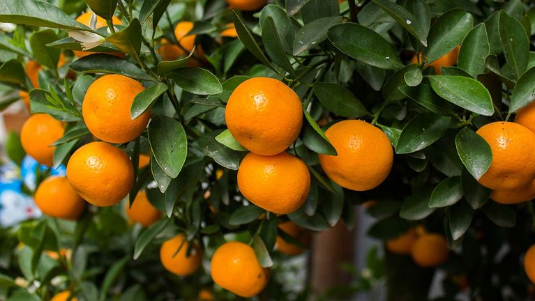 Orangefarbene Mandarinen am Baum