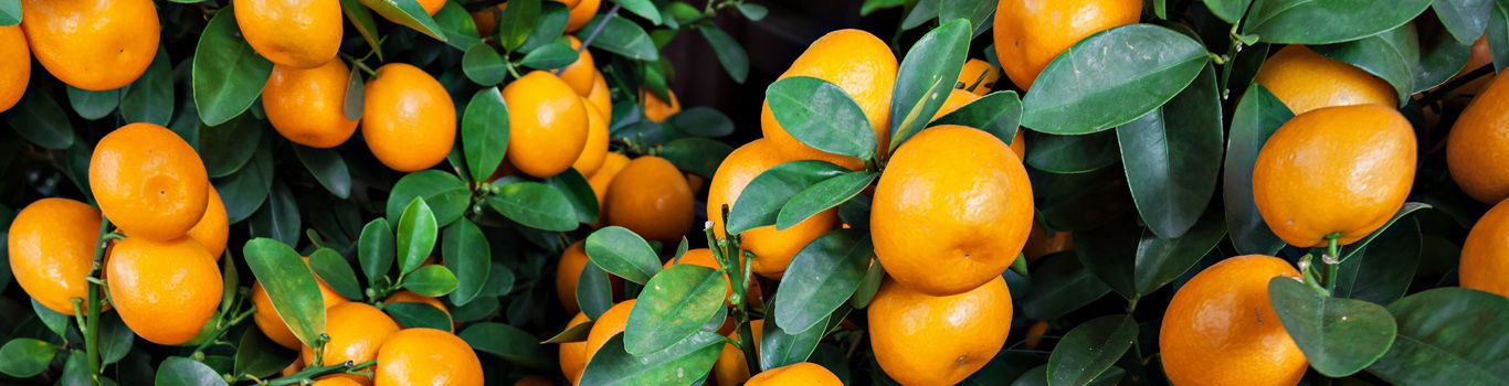 Plody pomerančovníku