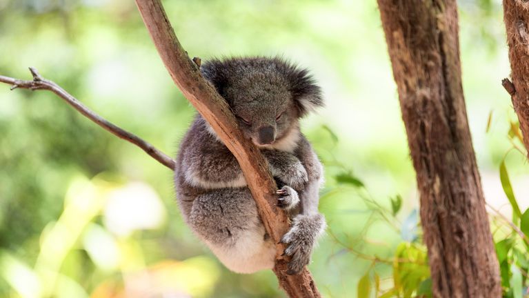 Koala se živí téměř výhradně listy blahovičníků.