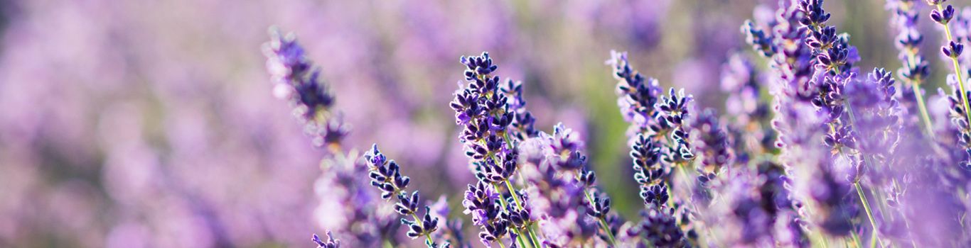 Lavendel: goed voor lichaam en geest